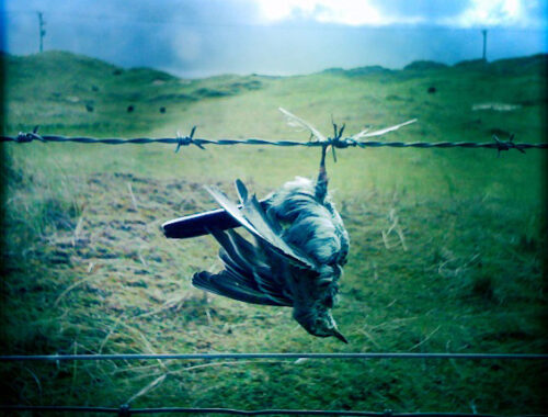 a dead bird hanging from some barbed wire