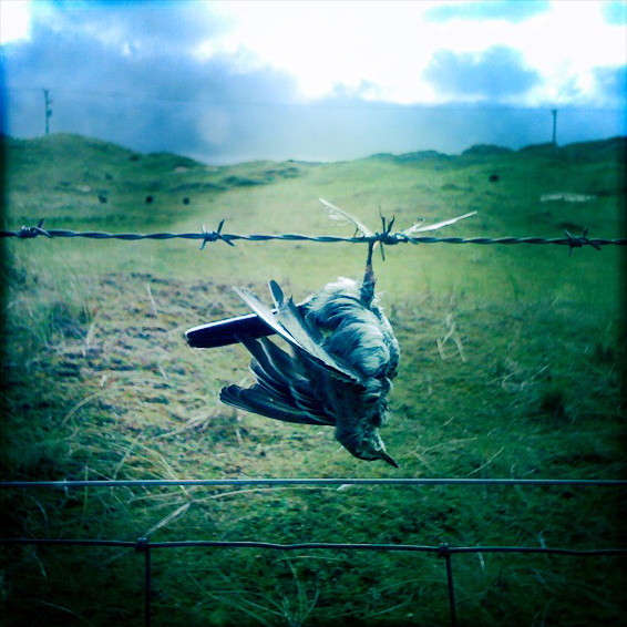 a dead bird hanging from some barbed wire