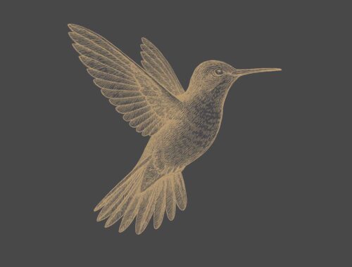 An illustration of a humming bird in the Tip Your Feathers colour palette